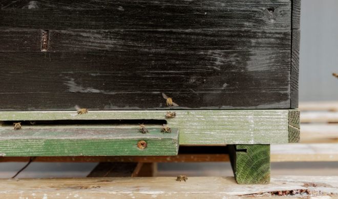 Buzzing with Life: “Grīziņdārzs” Introduces Urban Beekeeping