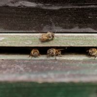 Jaunie "Grīziņdārzs" nomnieki - bites