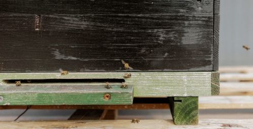 Buzzing with Life: Grīziņdārzs Introduces Urban Beekeeping