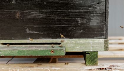 Buzzing with Life: “Grīziņdārzs” Introduces Urban Beekeeping